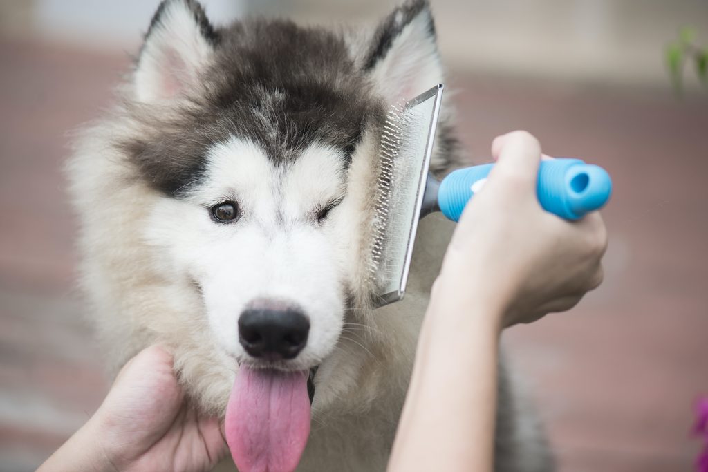 Someone brushes the fur of an Alaskan malamute