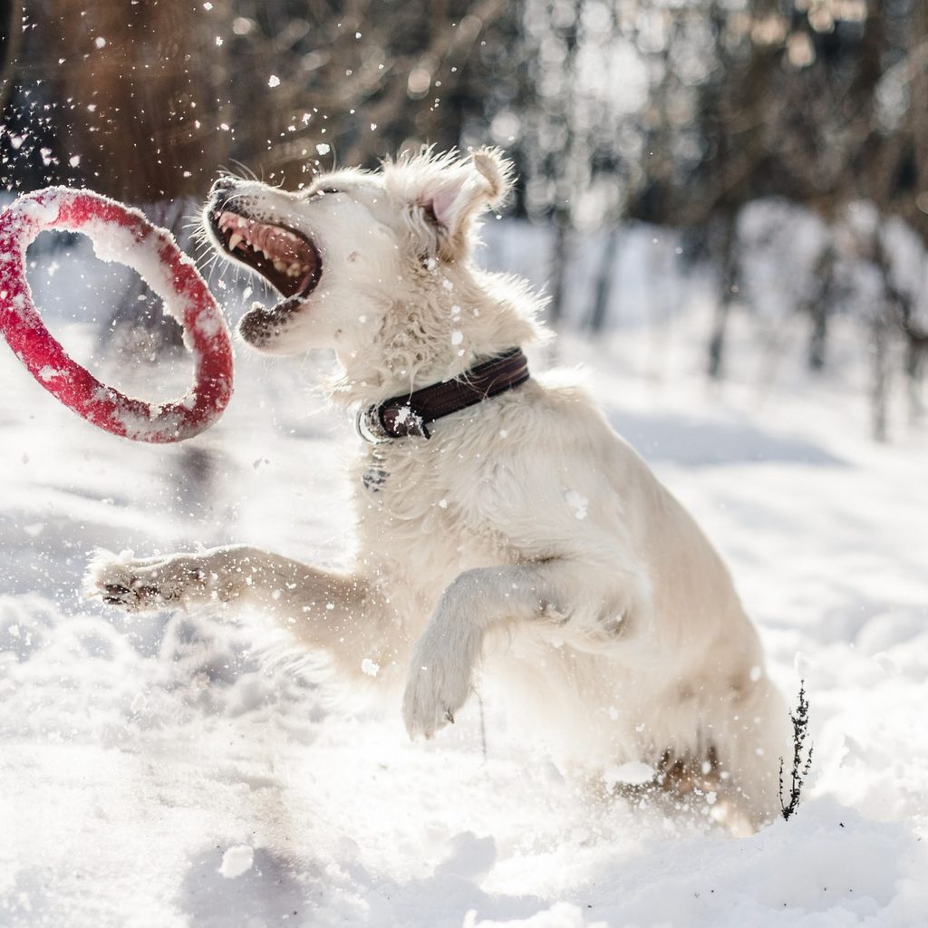 White dog catching red ring in the snow