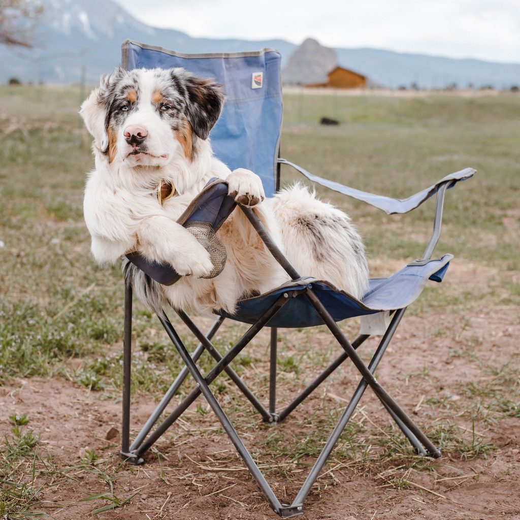 An Australian shepherd sits in a camping chair