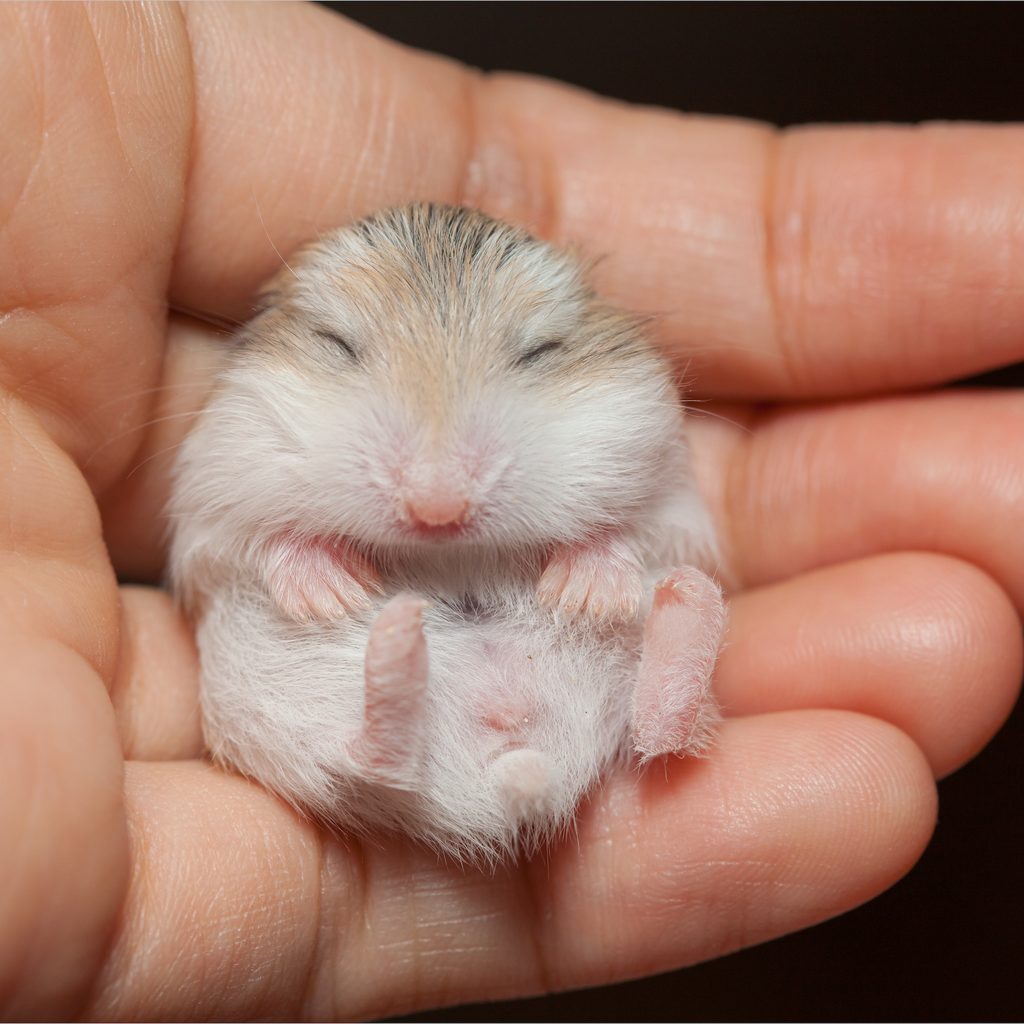 Human hand holding a baby hamster