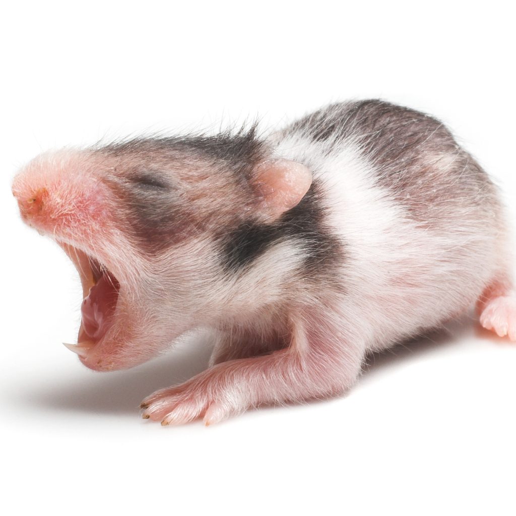 Baby hamster yawning widely