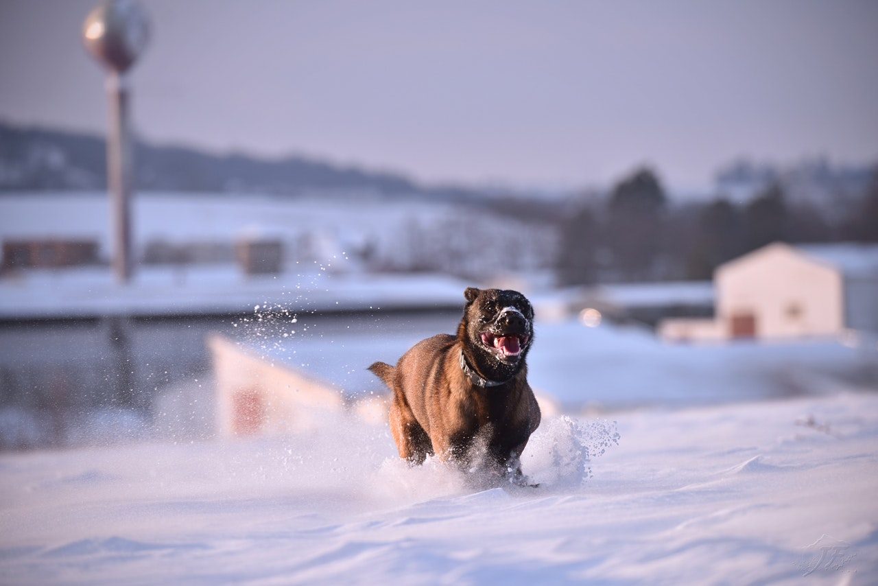 A Belgian Malinois running in the snow.