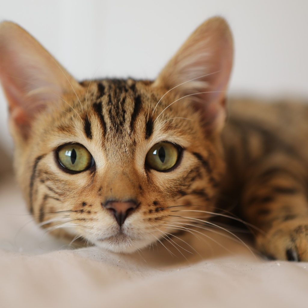 Bengal cat lying down, looking at the camera