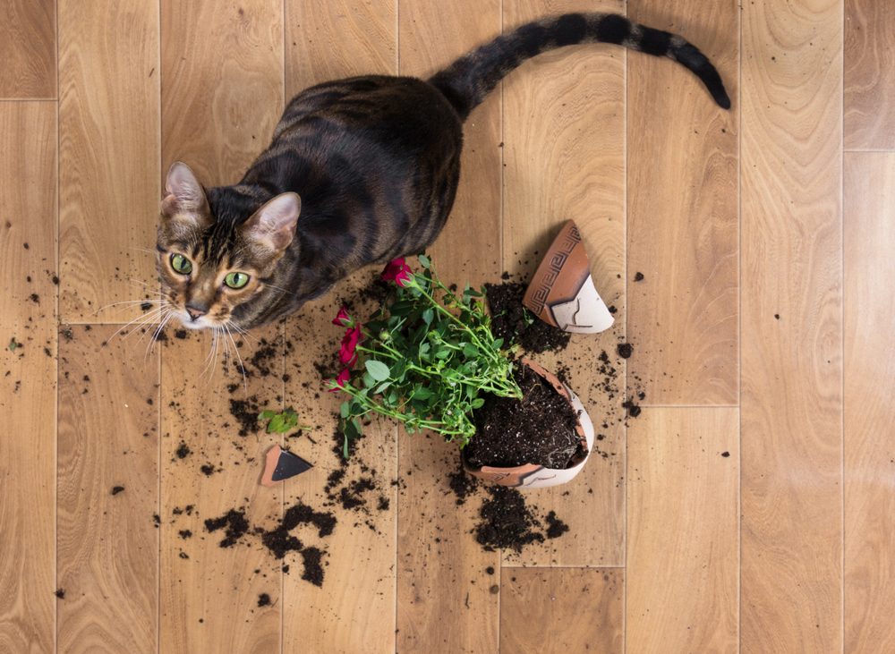 A mischievous Bengal cat sitting beside a smashed potted plant and spilled soil.