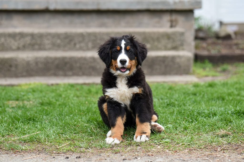 A Bernese mountain dog puppy sitting outside near a concrete monument.