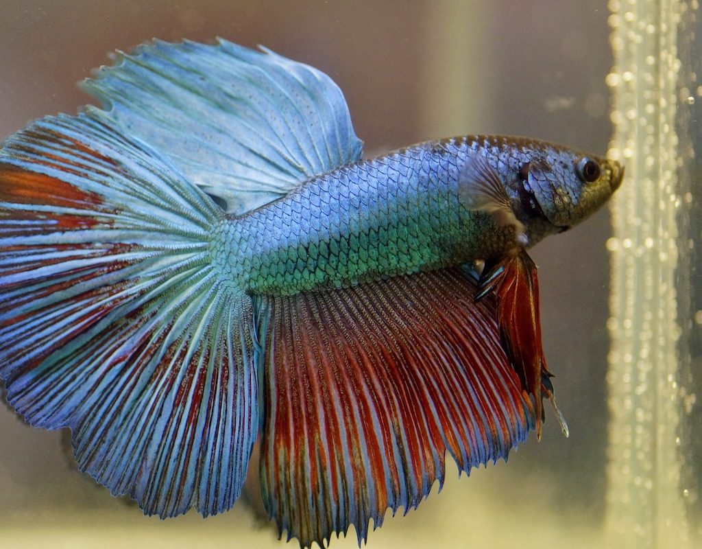 Red and blue betta in aquarium