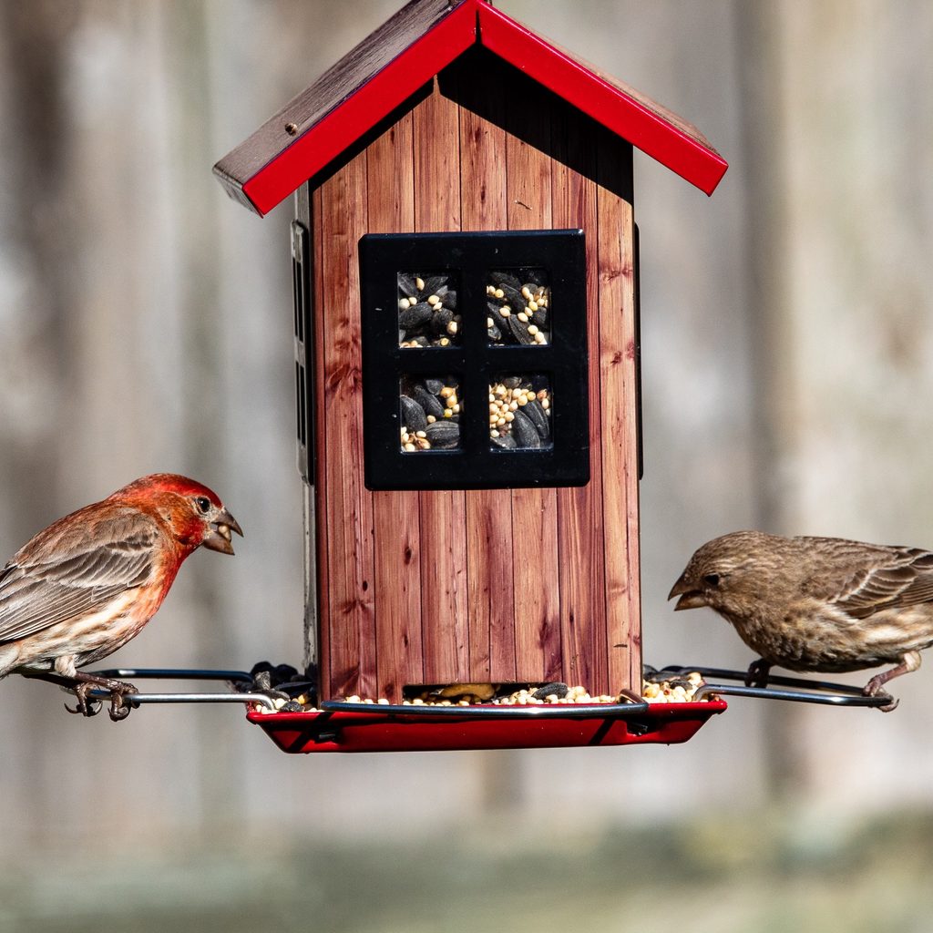 Two birds eating at a birdfeeder