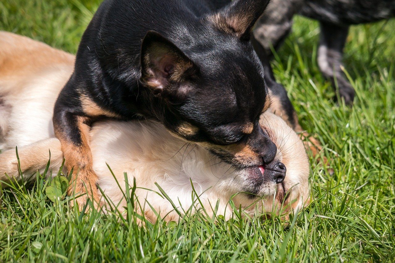 A Black and Tan Chihuahua kissing a tan Chihuahua in the grass.