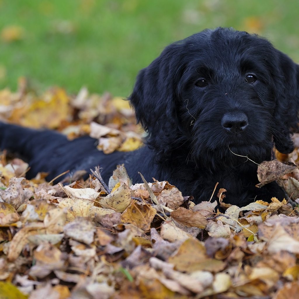 a black labradoodle stands in a pile of autumn leaves