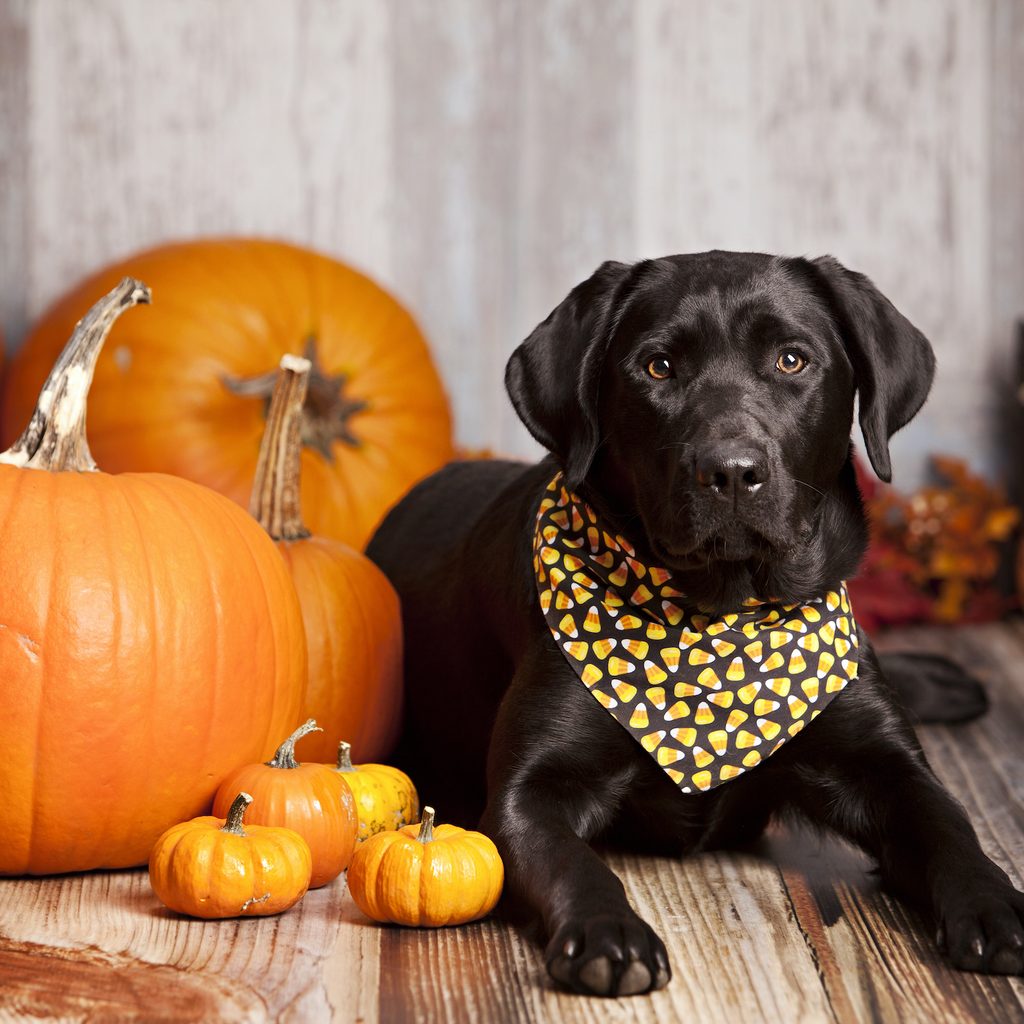 a black labrador retriever sits next to pumpkins while wearing a candy corn bandana