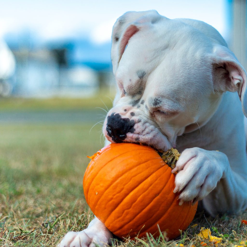 A white boxer dog eats a pumpkin on the grass