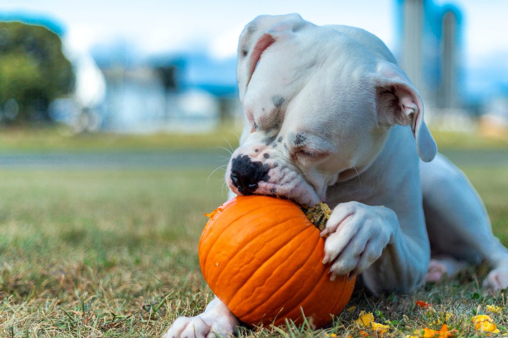 A white boxer dog eats a pumpkin on the grass