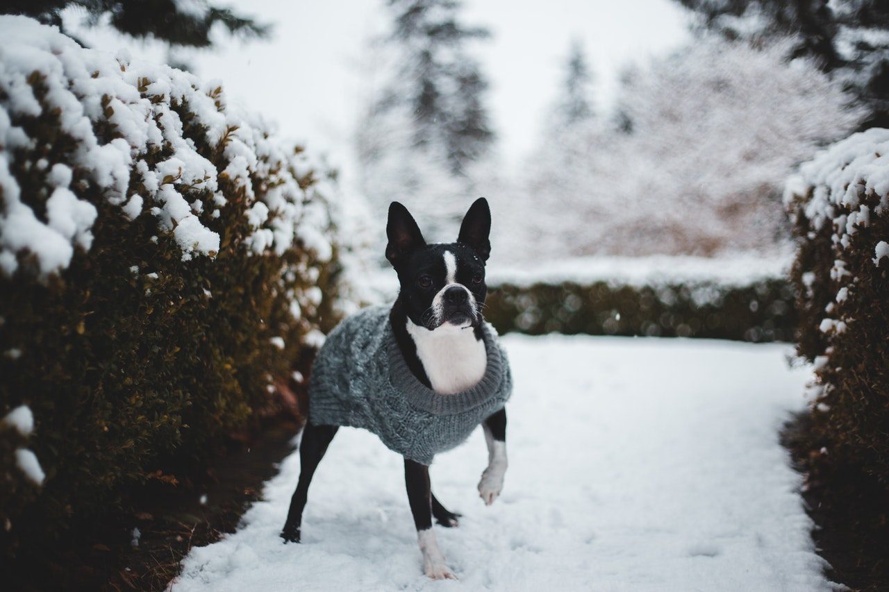 A black and white Boxer wearing a gray sweater standing near a snowy hedge.