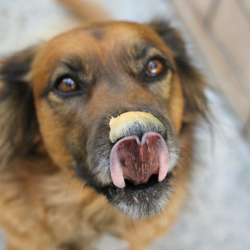 a dog licks his nose which is covered in peanut butter