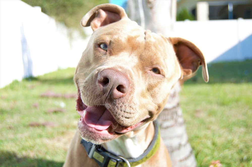 A brown pit bull smiling at the camera.