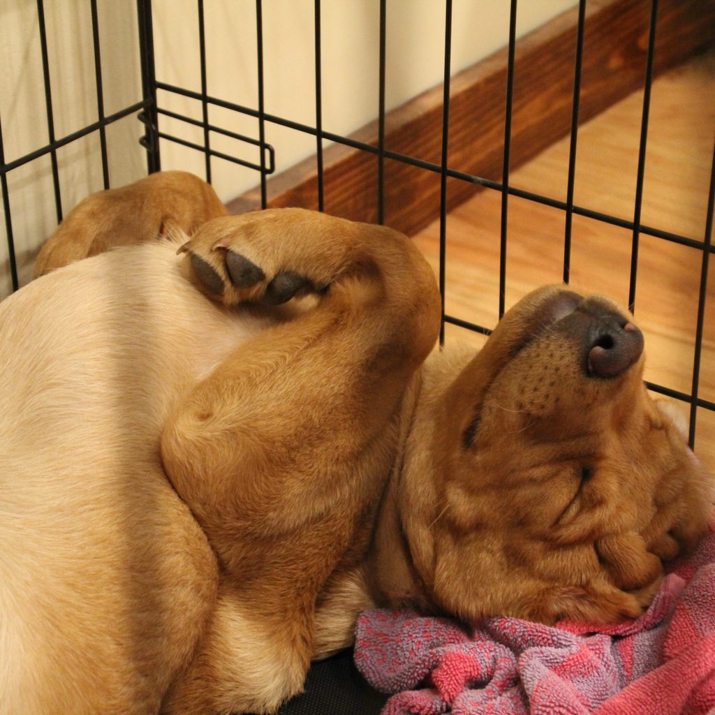 A brown puppy sleeps soundly on his back in a crate