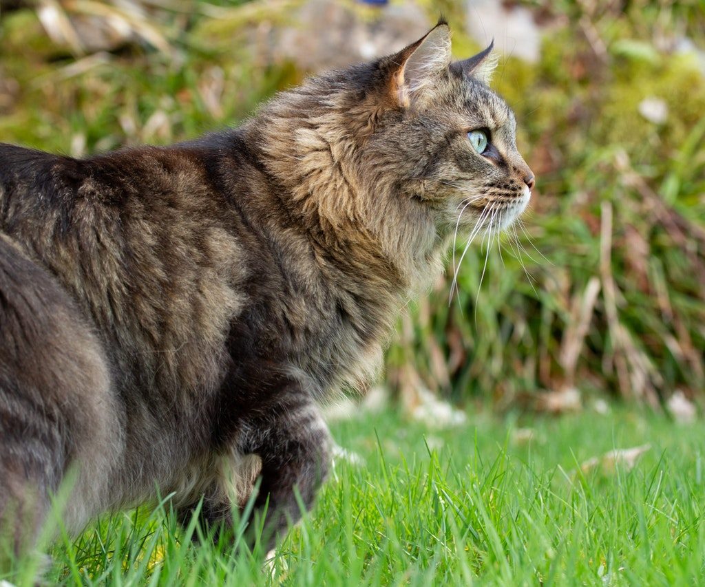 A brown tabby Maine Coon stalks through the grass outside.
