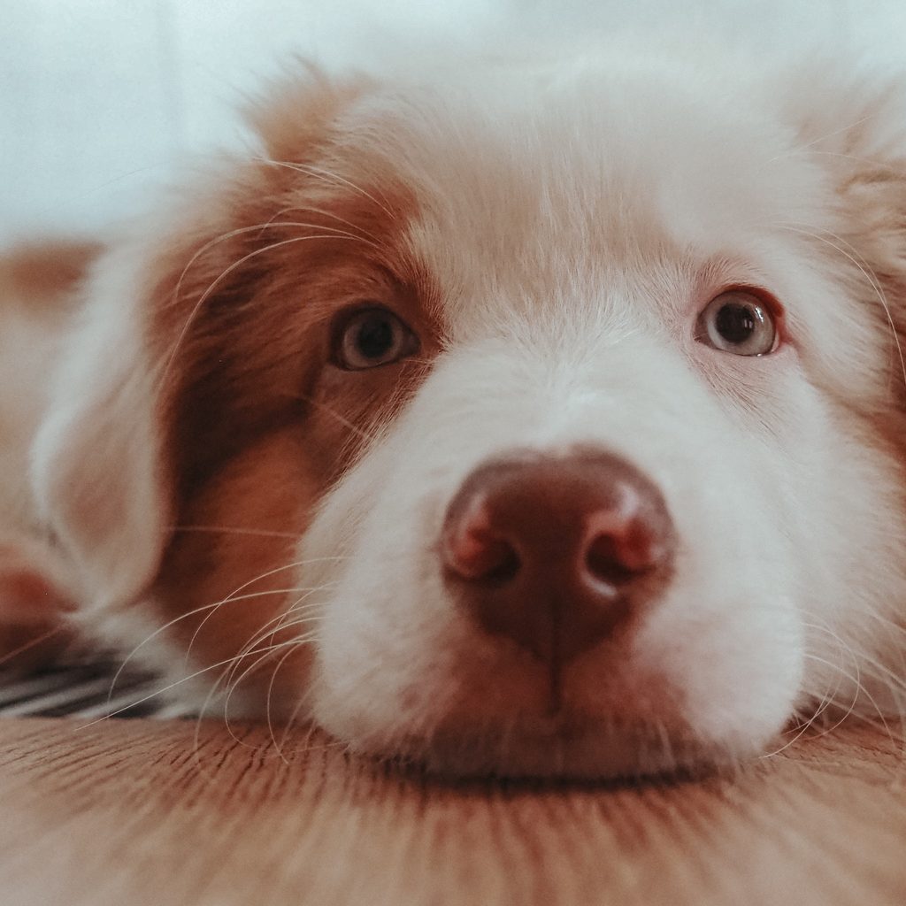 a brown and white dog lies on the floor