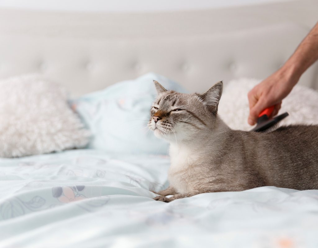 Person brushing a happy cat lying on a bed
