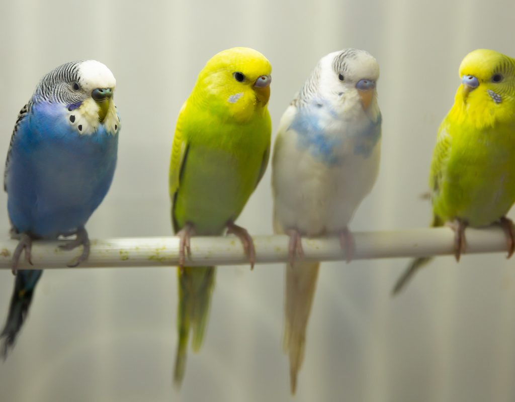 Colorful budgies perch in row