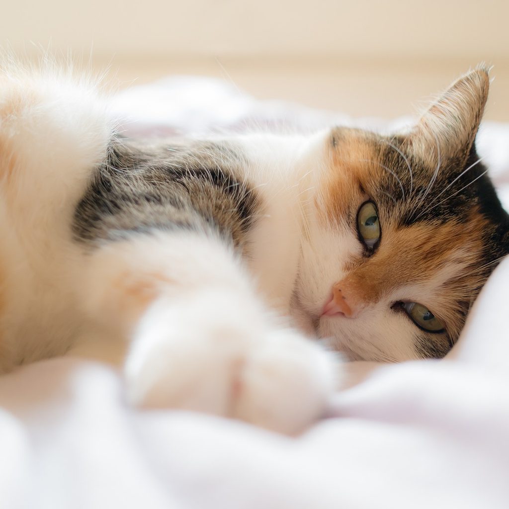 Calico cat lying on a white comforter on a bed