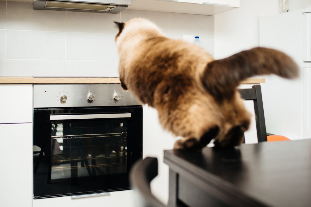 A fluffy cat jumps off of a counter