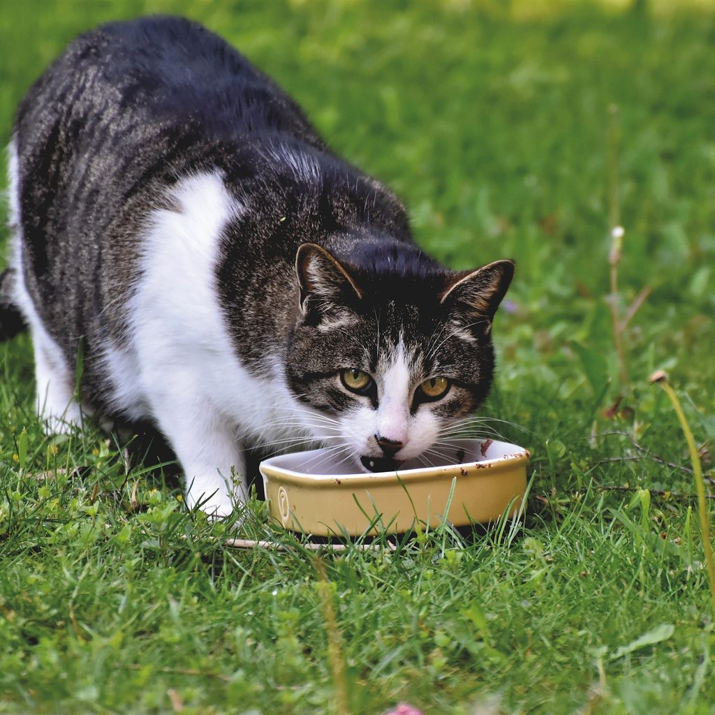 Cat eating out of a bowl in a yard, looking stressed