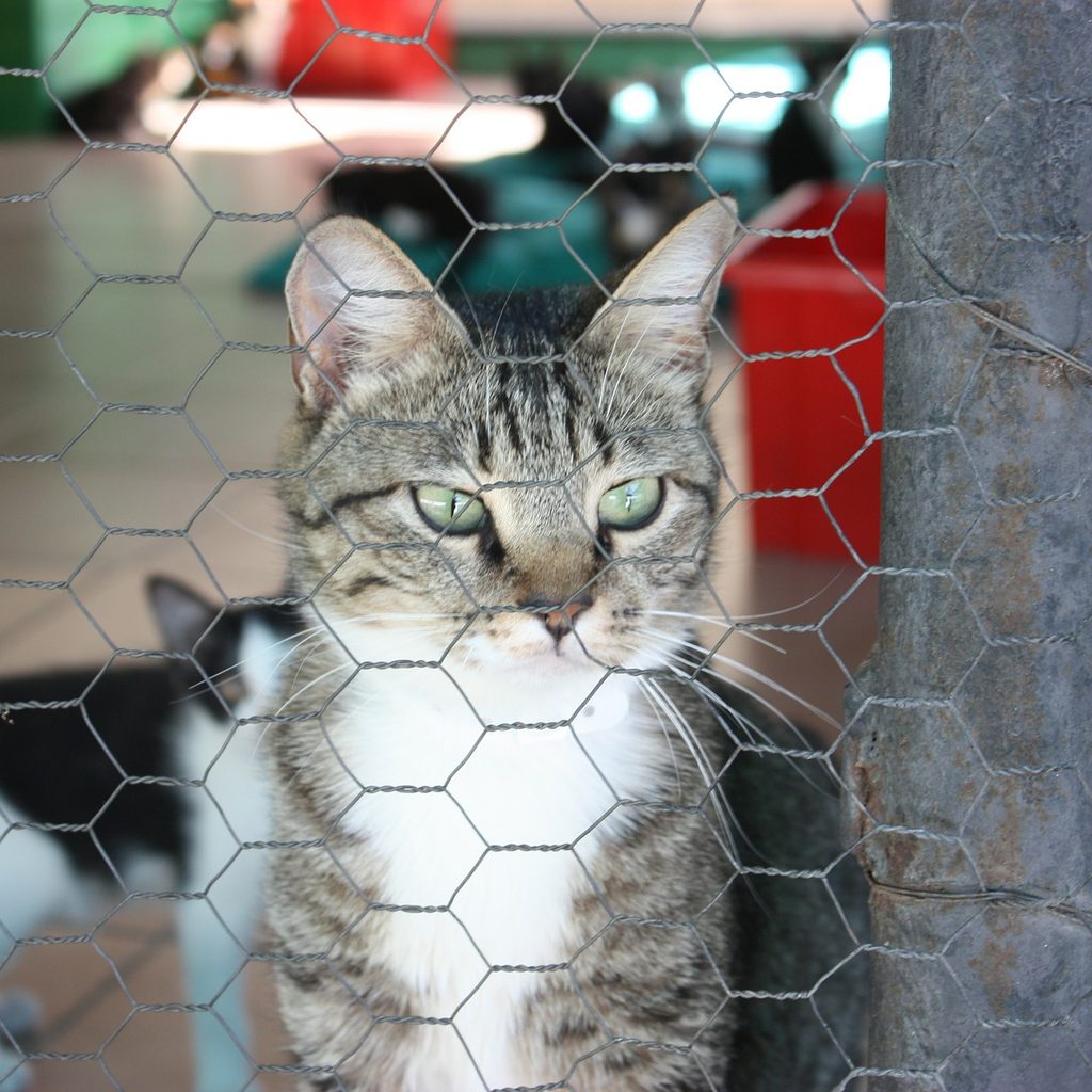 Cat inside of a large kennel