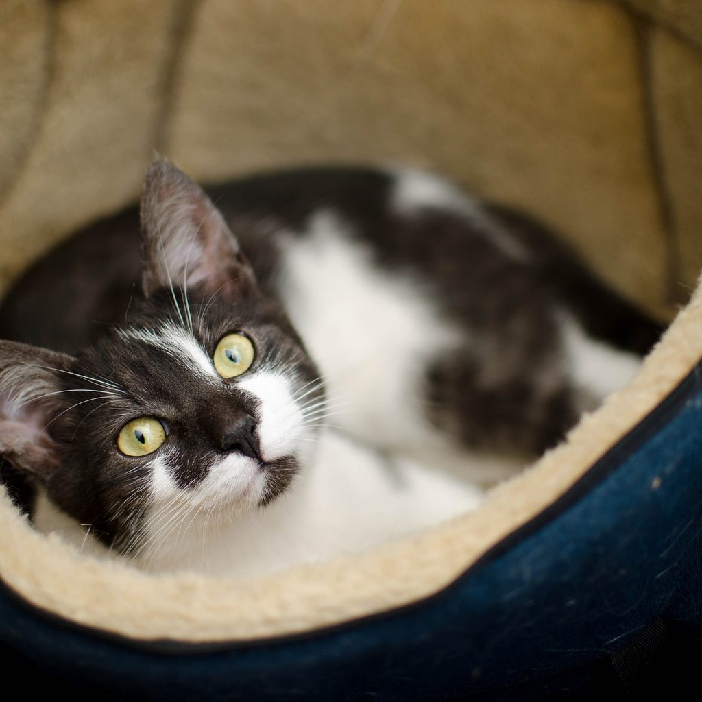 Black and white cat lying in a cat bed