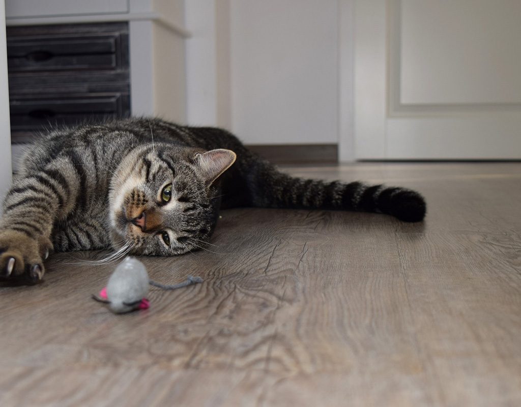 Cat playing with toy mouse.