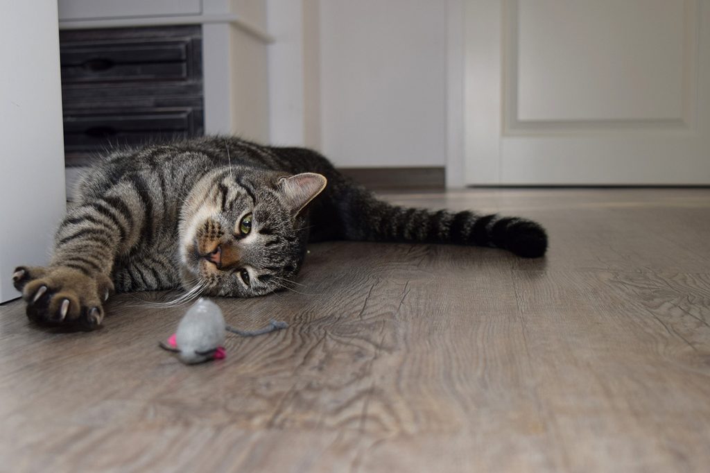 Cat playing with toy mouse.