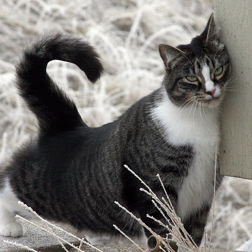 Cat stretching out and rubbing its chin against a corner