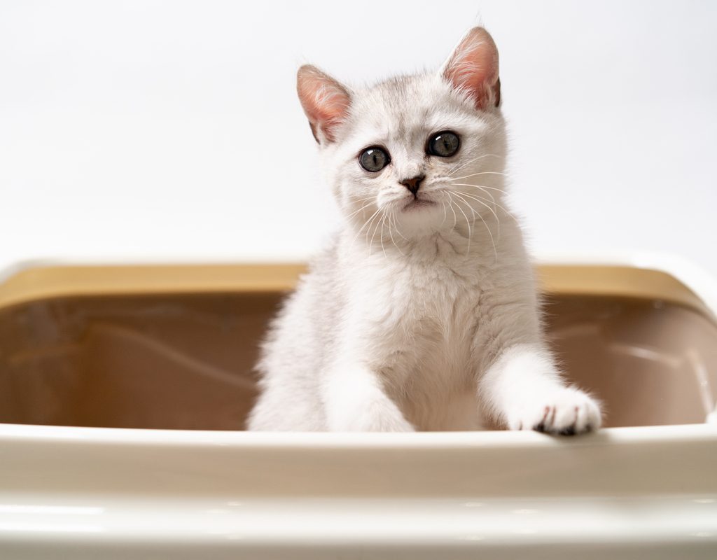 White cat sitting in a litter box