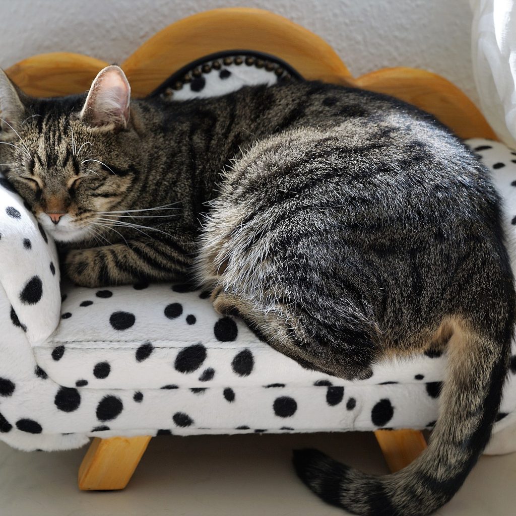 Cat sleeping on a mini cat sofa