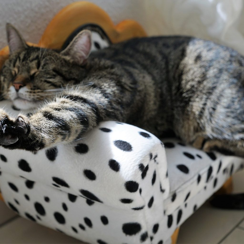 Happy cat stretched out on a mini cat couch