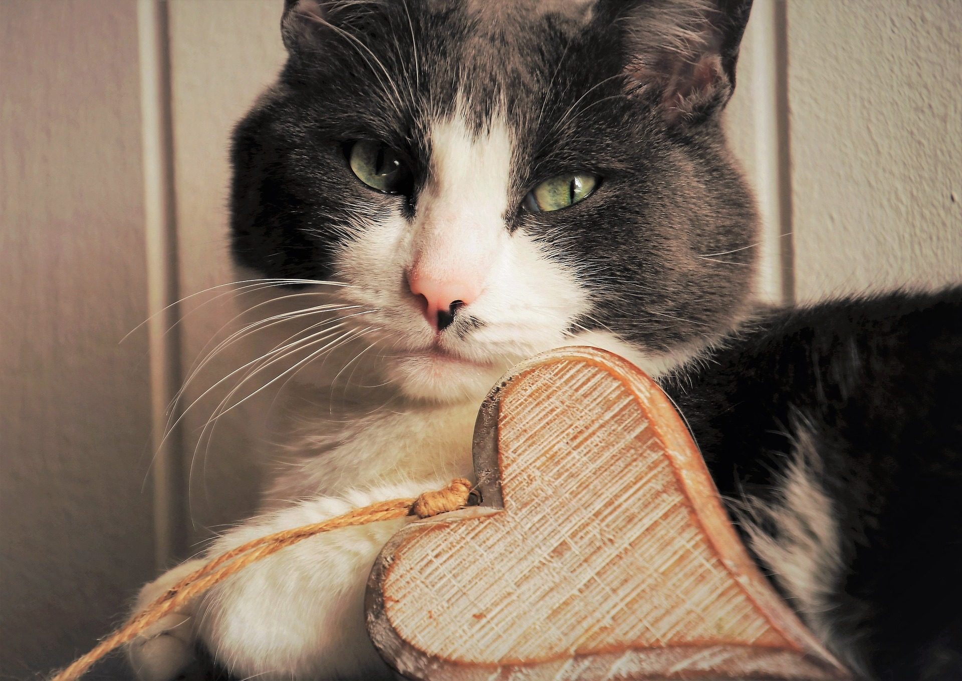 Grey and white cat lying down with a wooden heart ornament