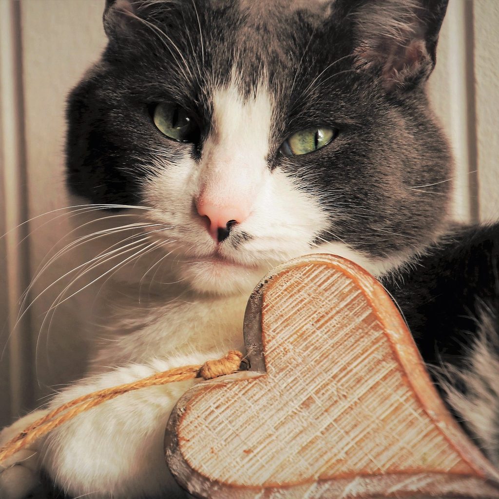 Grey and white cat lying down with a wooden heart ornament