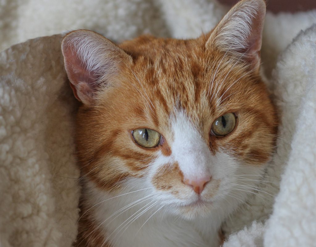 Cat wrapped in fleece blanket.