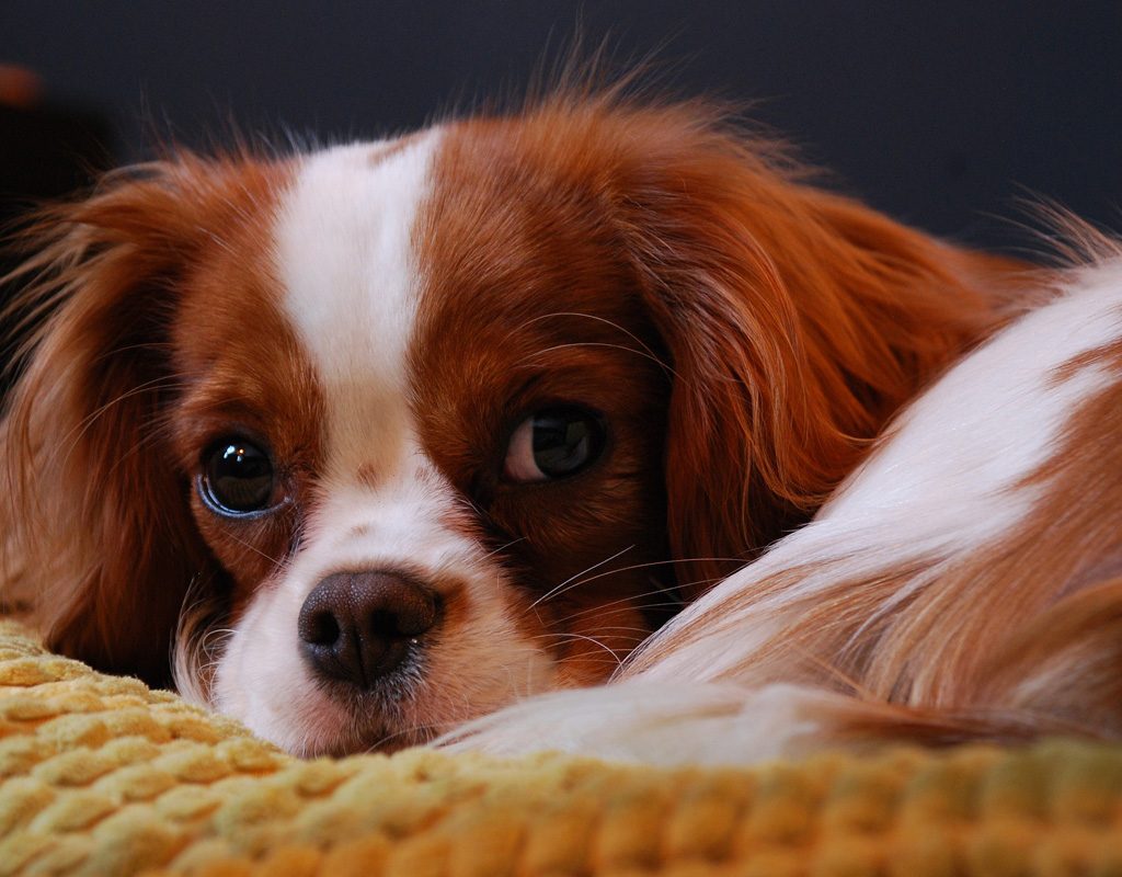 Close up of a Cavalier King Charles spaniel.