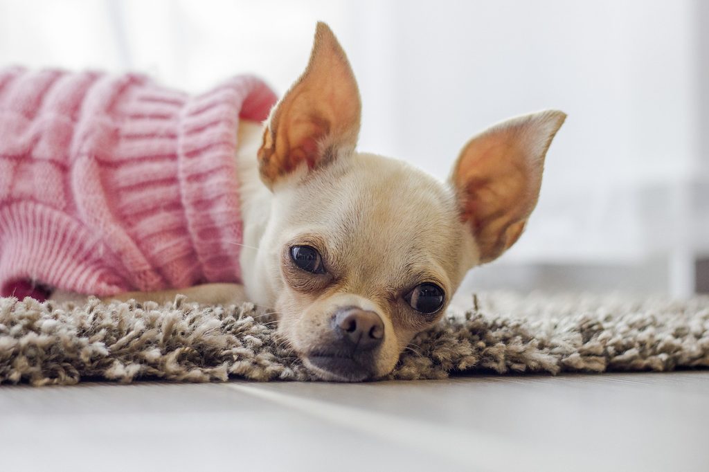 A Chihuahua in a pink sweater sleeps on a carpet