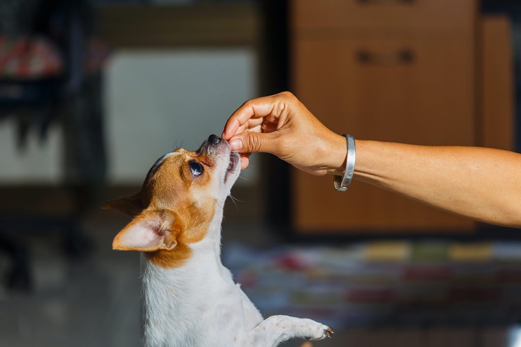 A chihuahua stands on their hind legs to reach a treat someone is holding out
