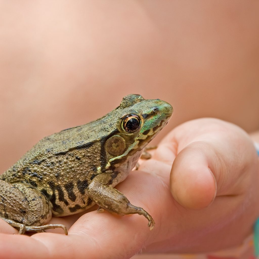 Frog resting in a child's hand