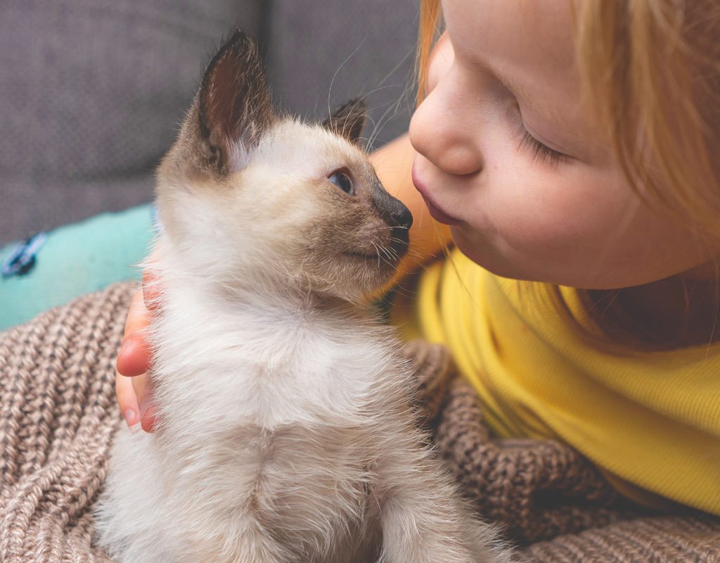 Child kissing a siamese kitten.