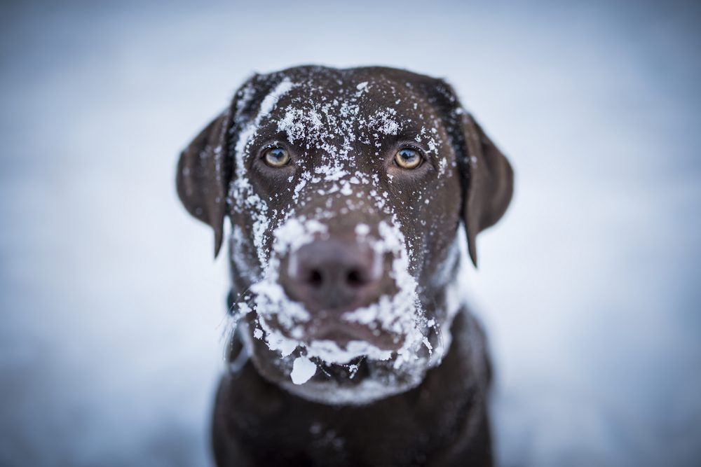 A chocolate Labrador retriever with snow on his muzzle.
