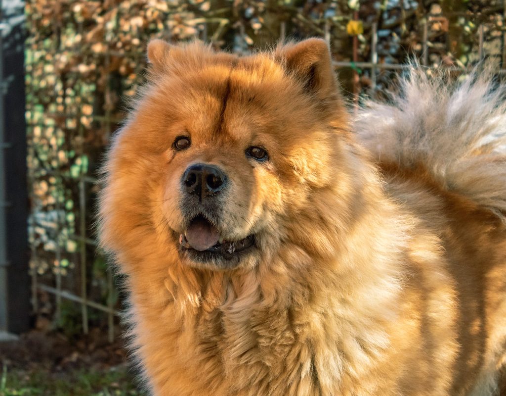 Chow chow dog.