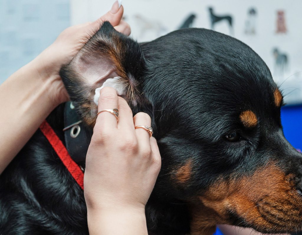 Dog getting his ear cleaned.