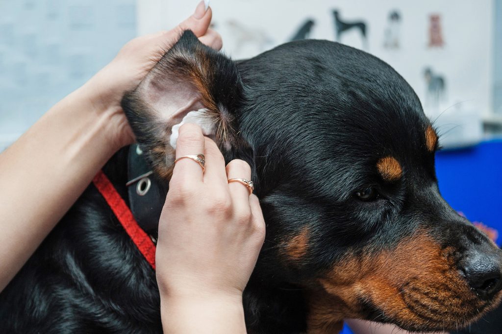 Dog getting his ear cleaned.