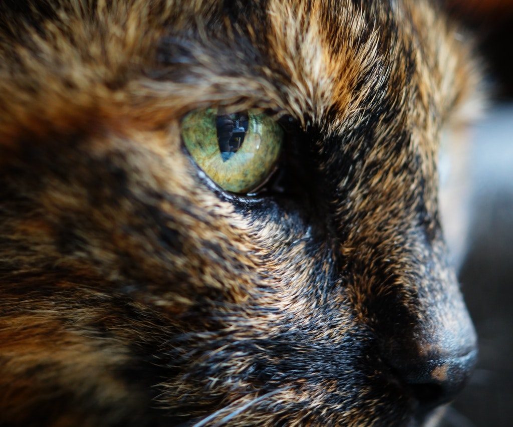 Close up of a tortoiseshell cat