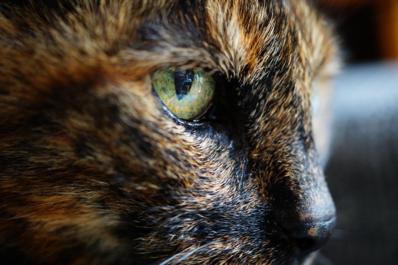 A close-up shot of a green-eyed tortoiseshell cat.