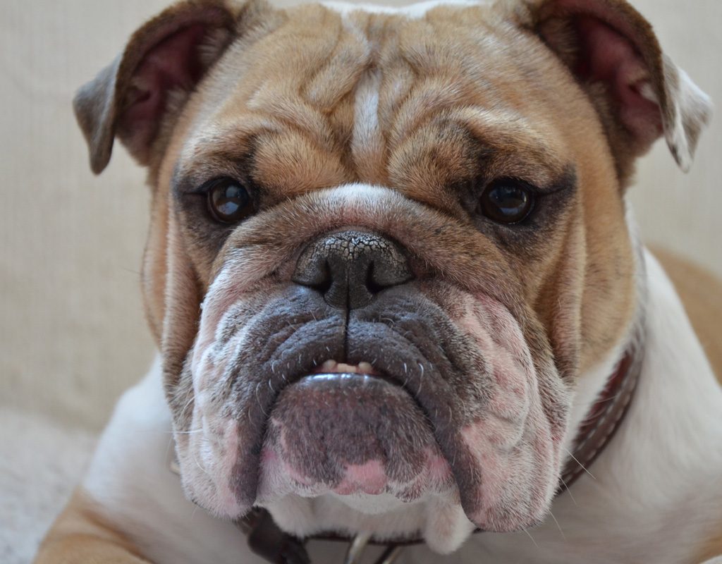 Close up of bulldog's face.